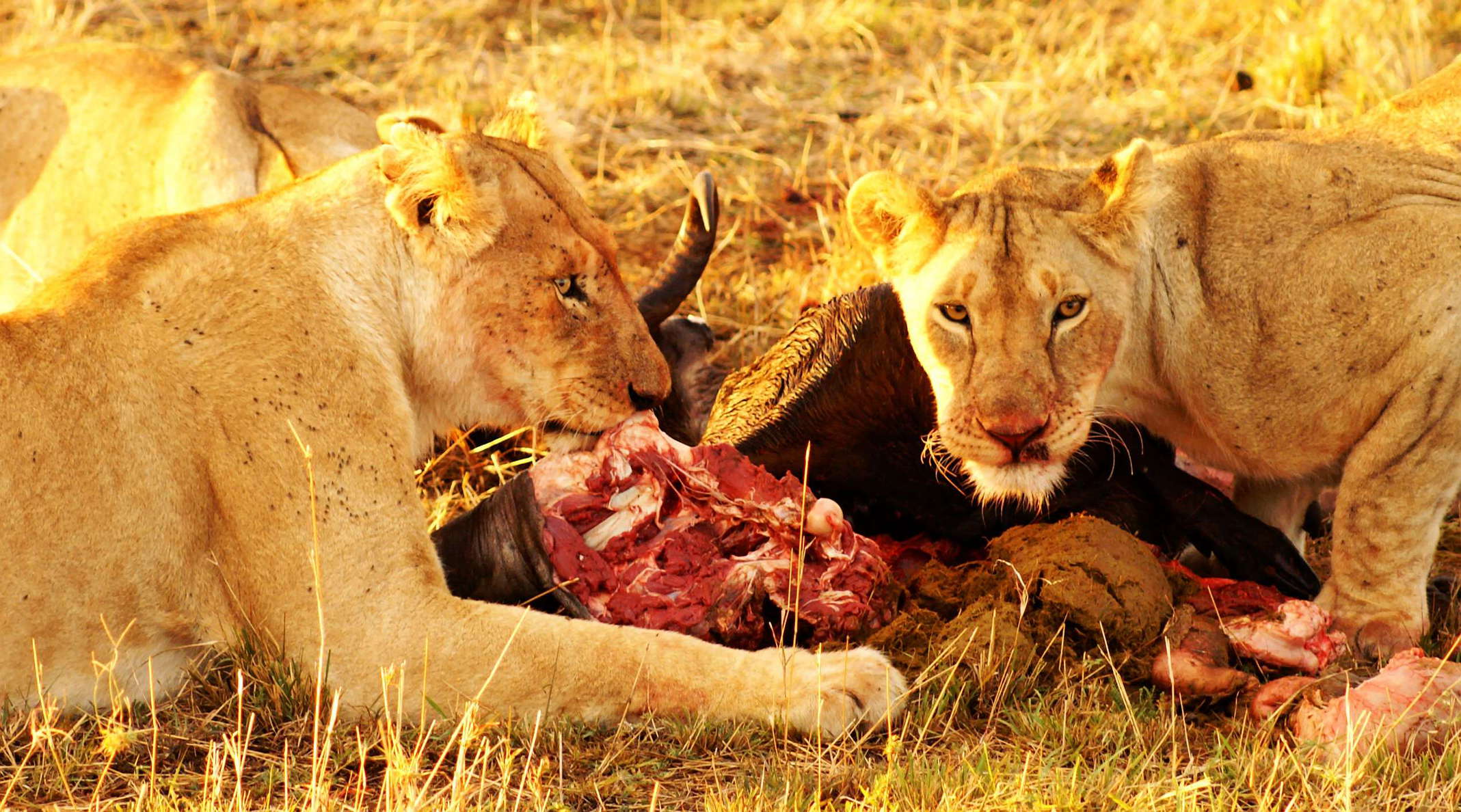 Masai Mara NR  |  Lions at breakfast