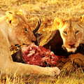 Masai Mara NR  |  Lions at breakfast