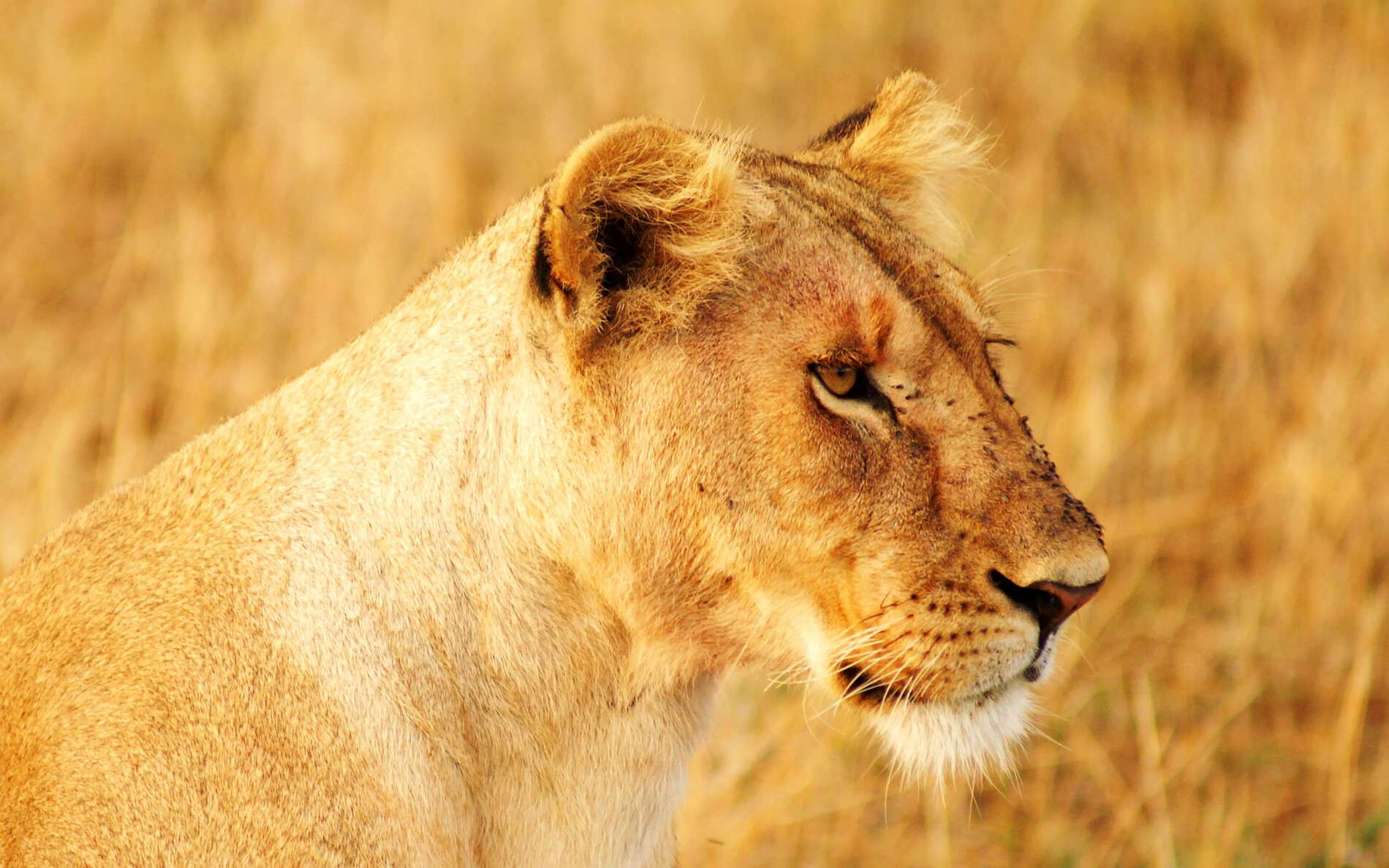 Masai Mara NR  |  Lioness