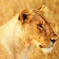 Masai Mara NR  |  Lioness