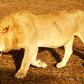 Masai Mara NR  |  Male lion
