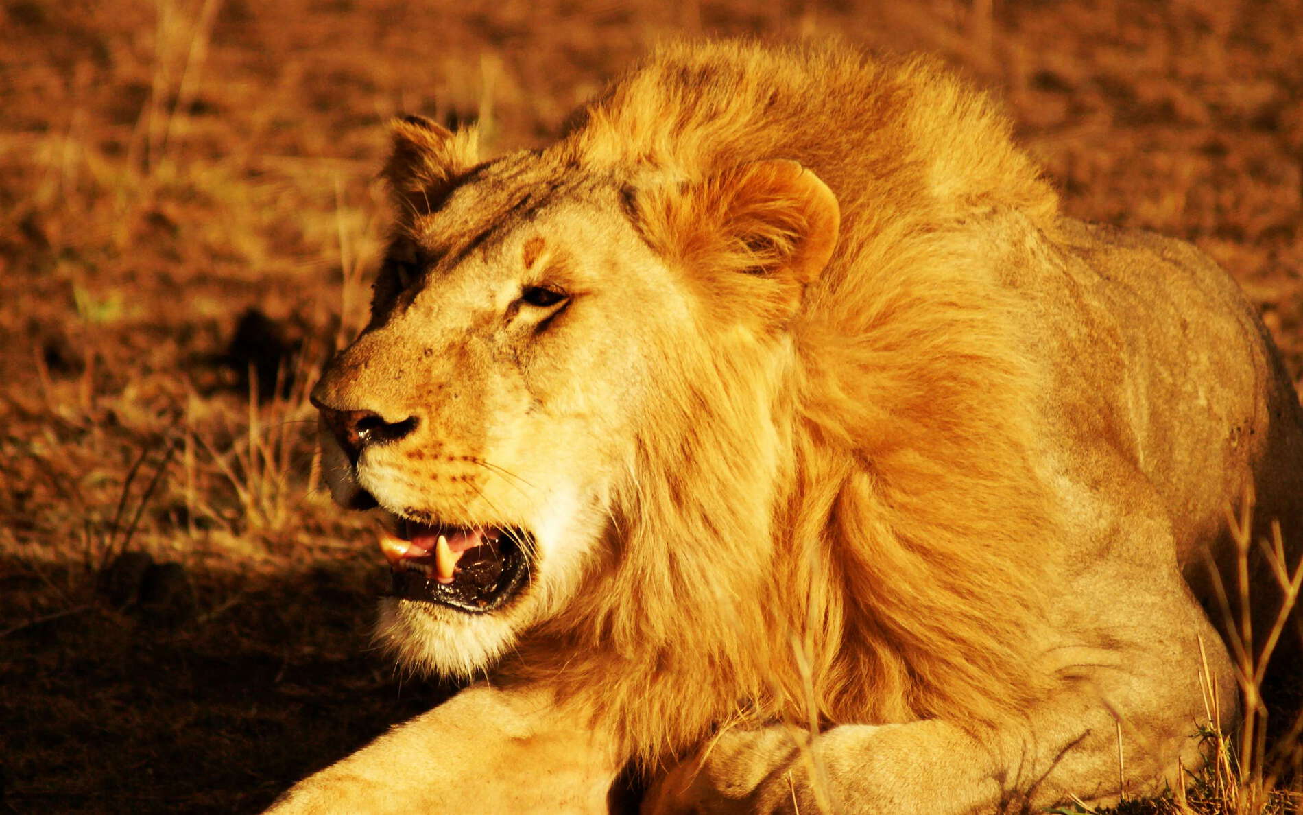 Masai Mara NR  |  Male lion