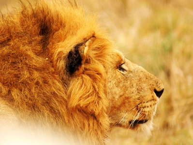 Masai Mara NR  |  Male lion