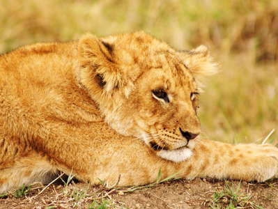 Masai Mara NR  |  Young lion