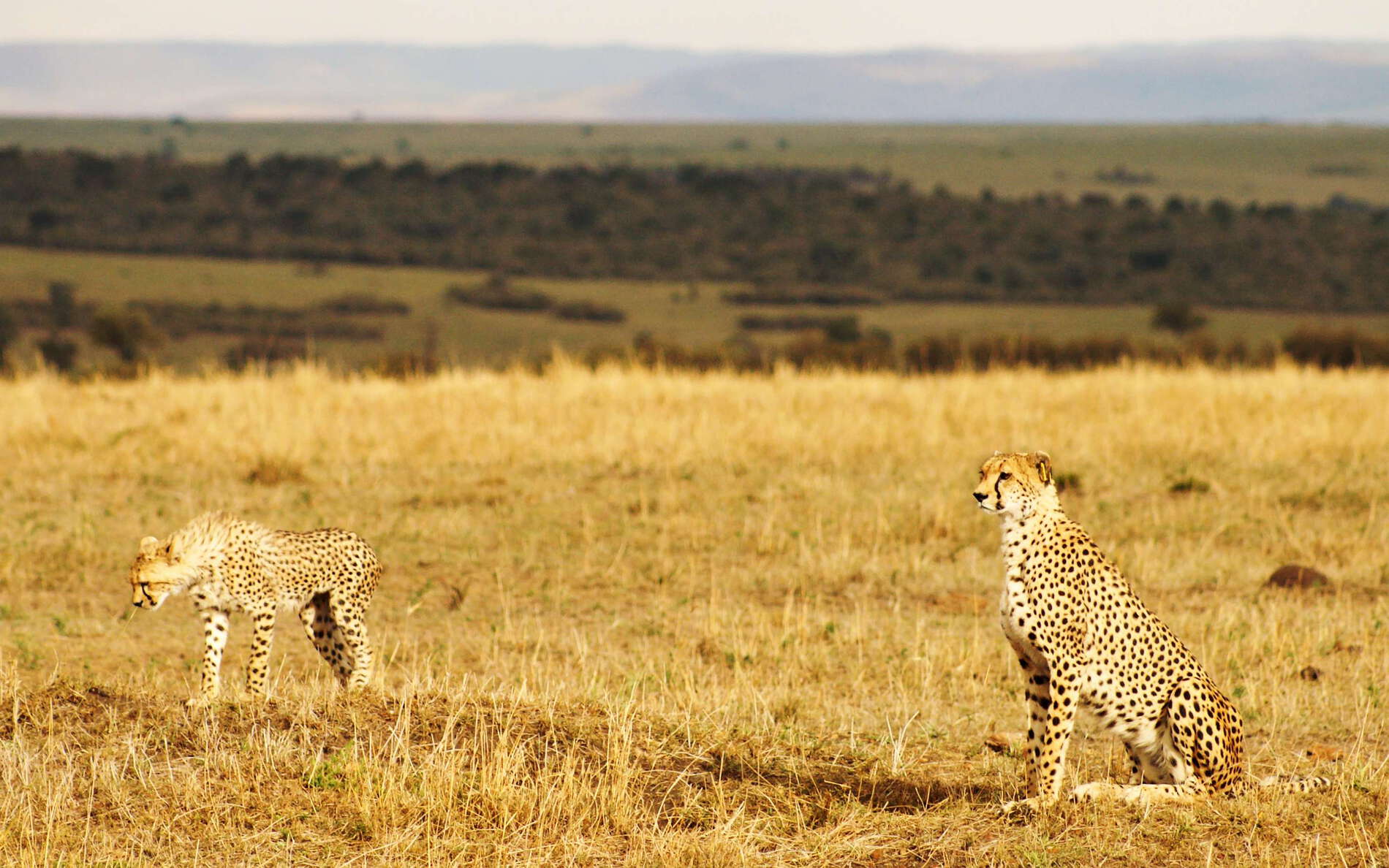 Masai Mara NR with Cheetah