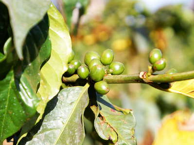 Nyeri  |  Coffee plantation