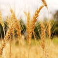 Naro Moru  |  Wheat