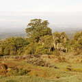 Mount Kenya NP  |  Treeline area