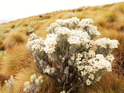 Mount Kenya NP  |  Helichrysum chionioides