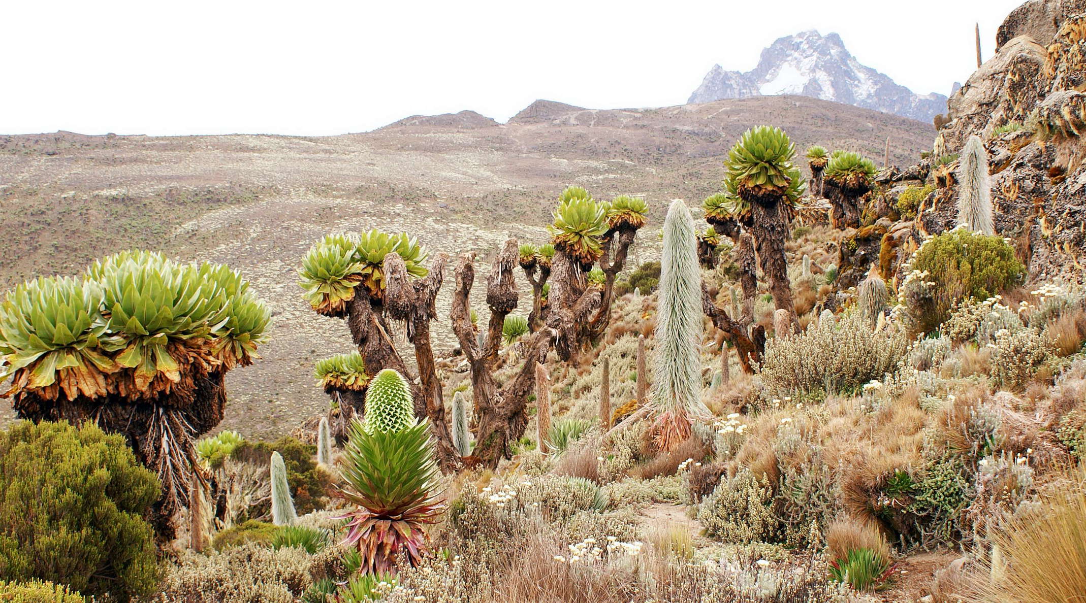 Mount Kenya NP  |  Afroalpine vegetation
