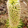 Mount Kenya NP  |  Lobelia deckenii ssp. keniensis