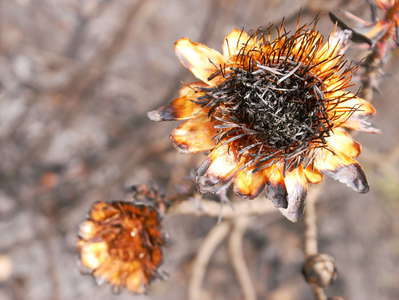 Mount Kenya NP  |  Burnt protea flower