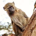 Samburu Buffalo Springs NR  |  Baboon