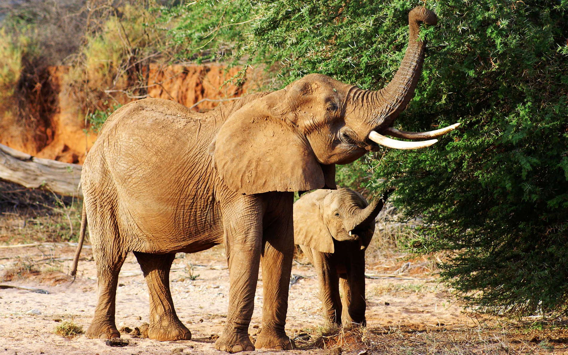 Samburu Buffalo Springs NR  |  Elephants