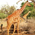 Samburu Buffalo Springs NR  |  Reticulated giraffes