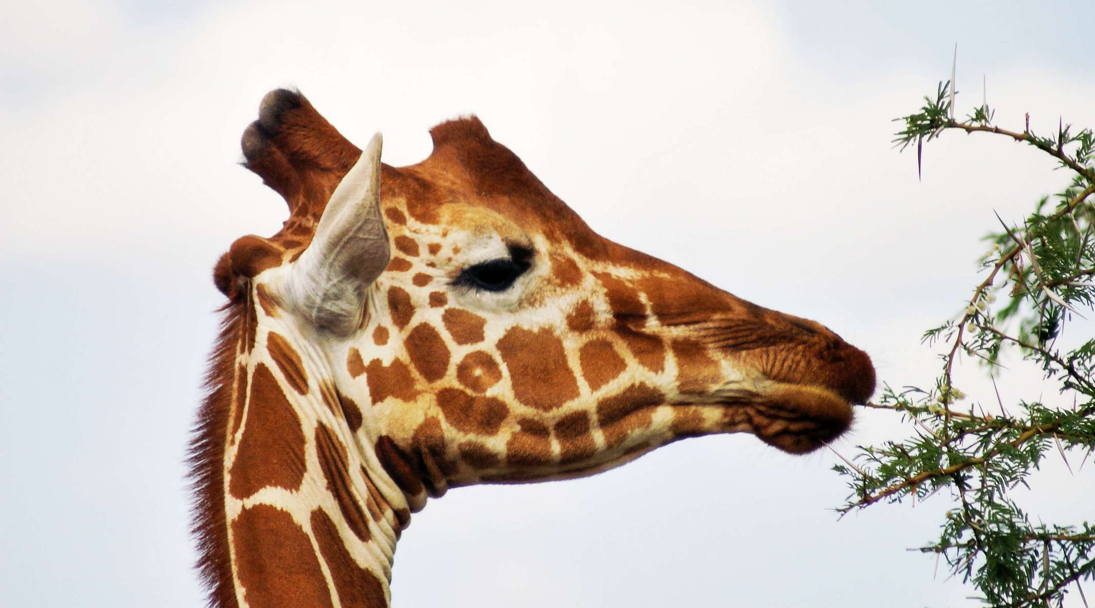 Samburu Buffalo Springs NR  |  Reticulated giraffe