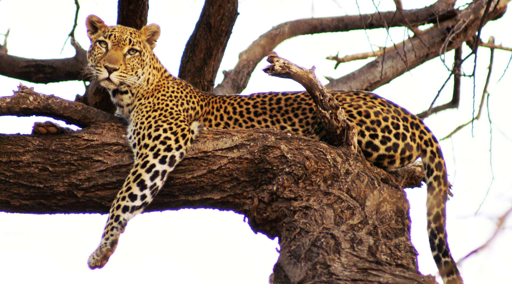 Samburu Buffalo Springs NR  |  Leopard