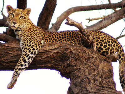 Samburu Buffalo Springs NR  |  Leopard