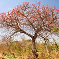 Nakasongola  |  Flowering coral tree