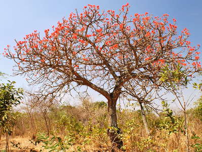 Nakasongola  |  Flowering coral tree