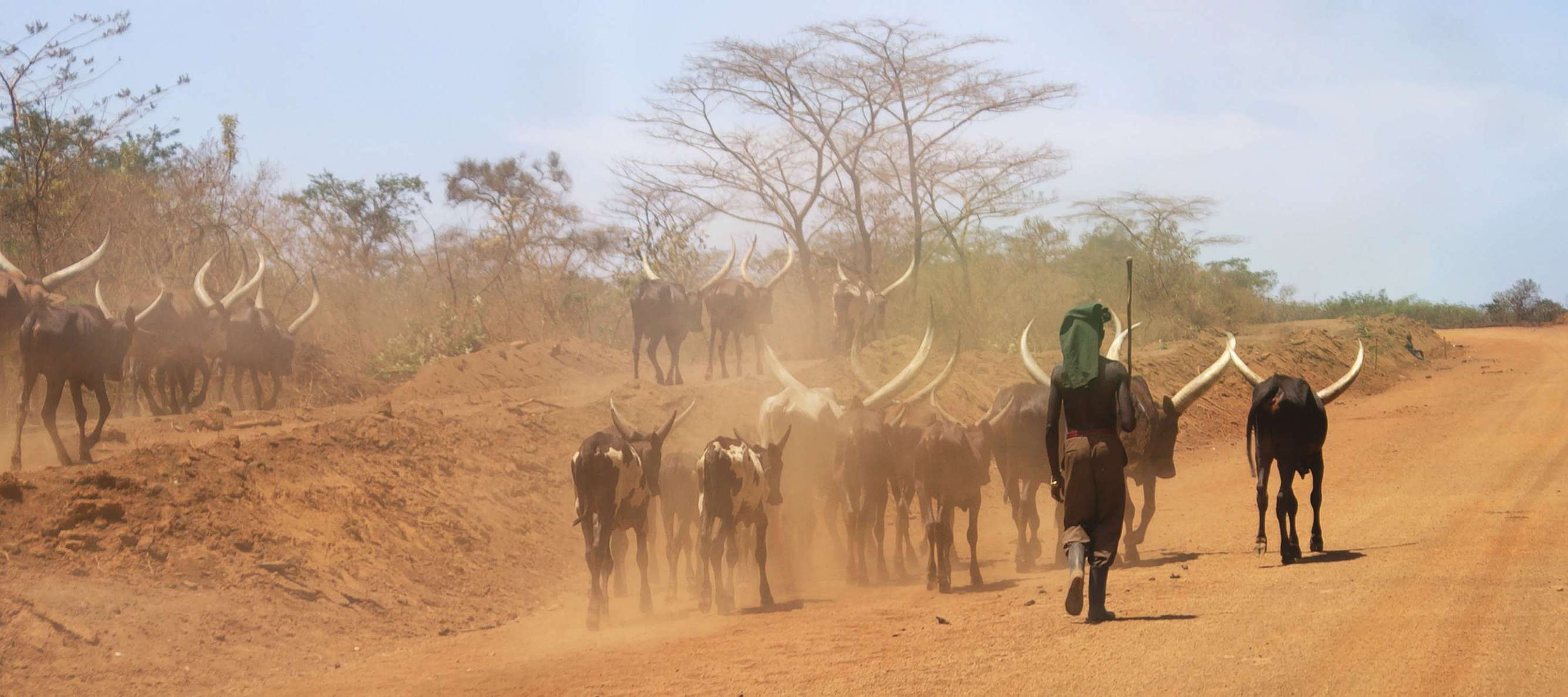 Nakasongola  |  Herder with Ankole Longhorn cattle