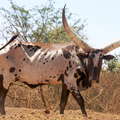 Nakasongola  |  Ankole Longhorn cattle
