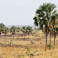 Murchison Falls NP  |  Palm savanna