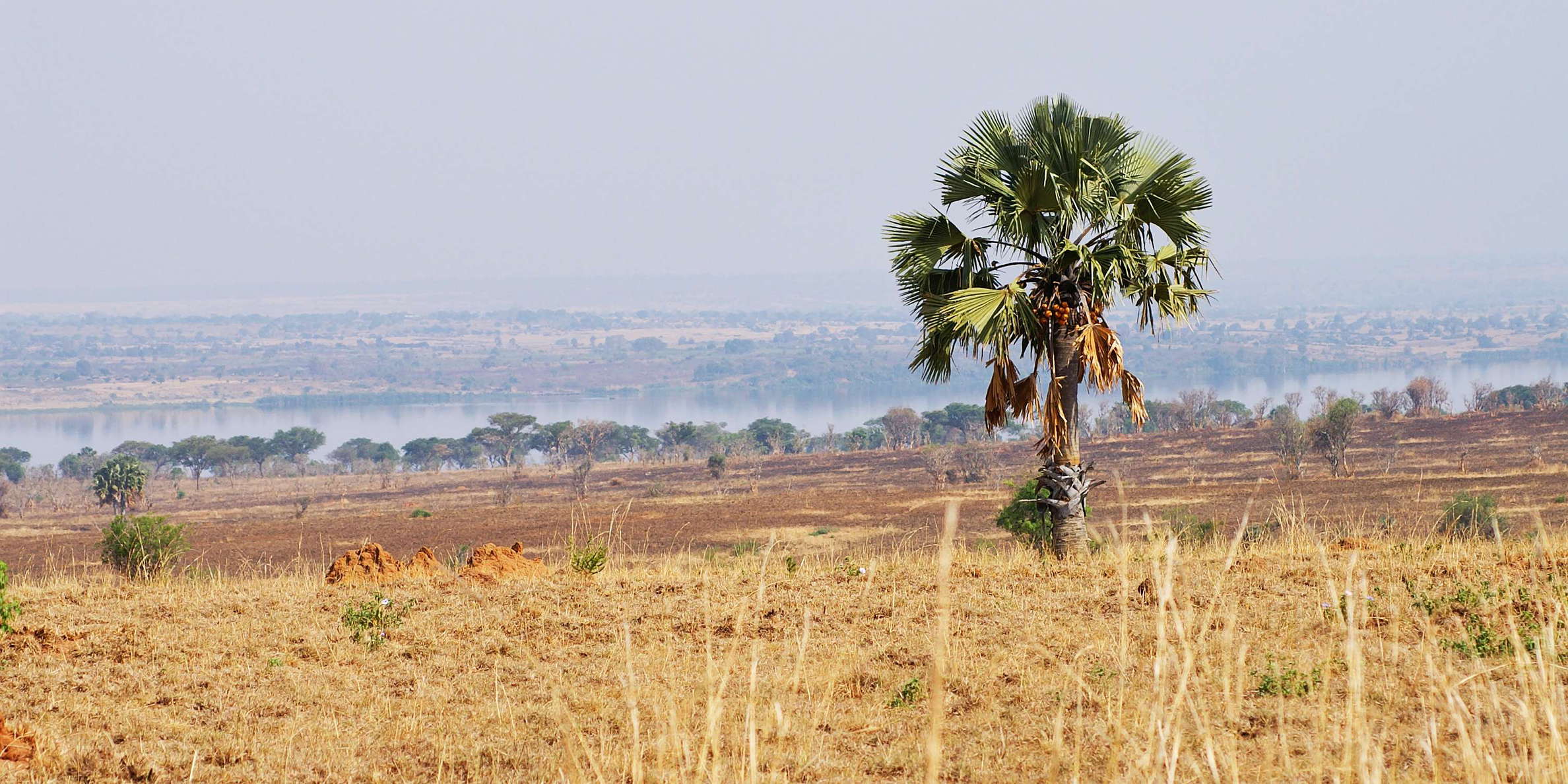 Murchison Falls NP  |  Palm savanna