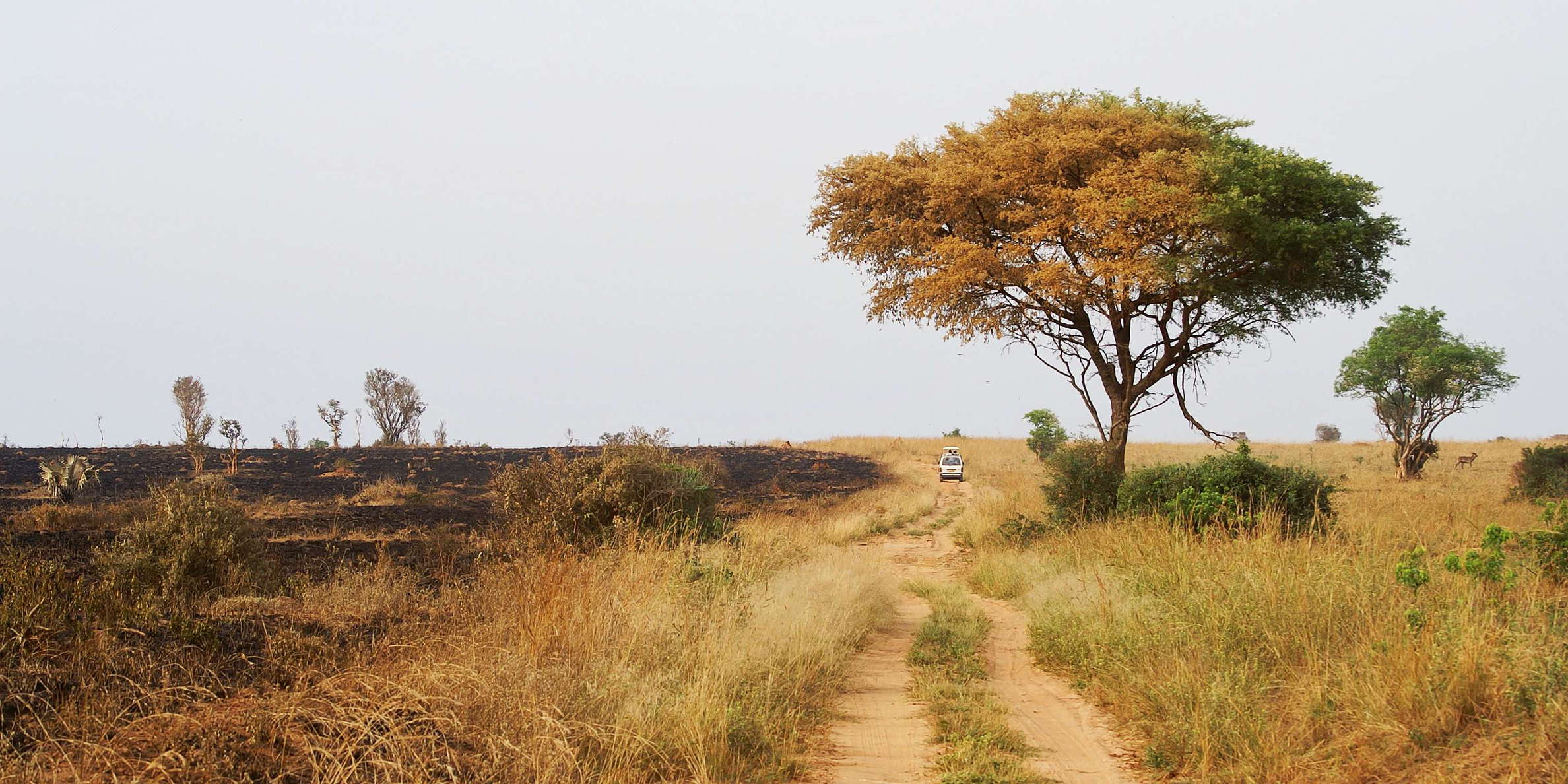 Murchison Falls NP  |  Fire break