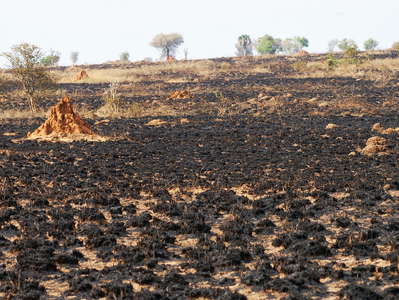 Murchison Falls NP  |  Burnt area