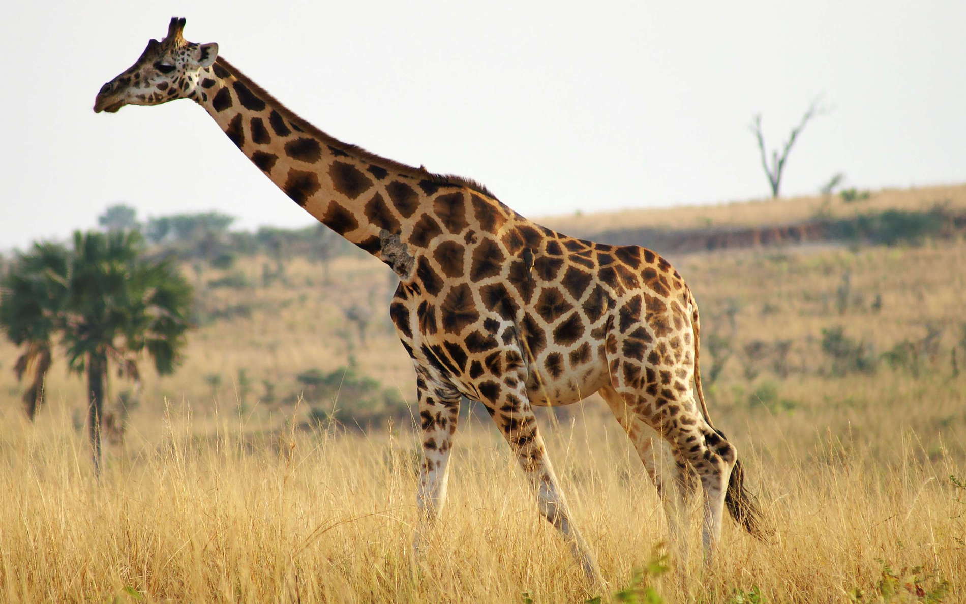 Murchison Falls NP  |  Rothschild's giraffe