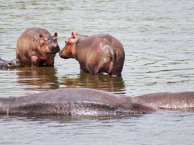 Murchison Falls NP  |  Hippos