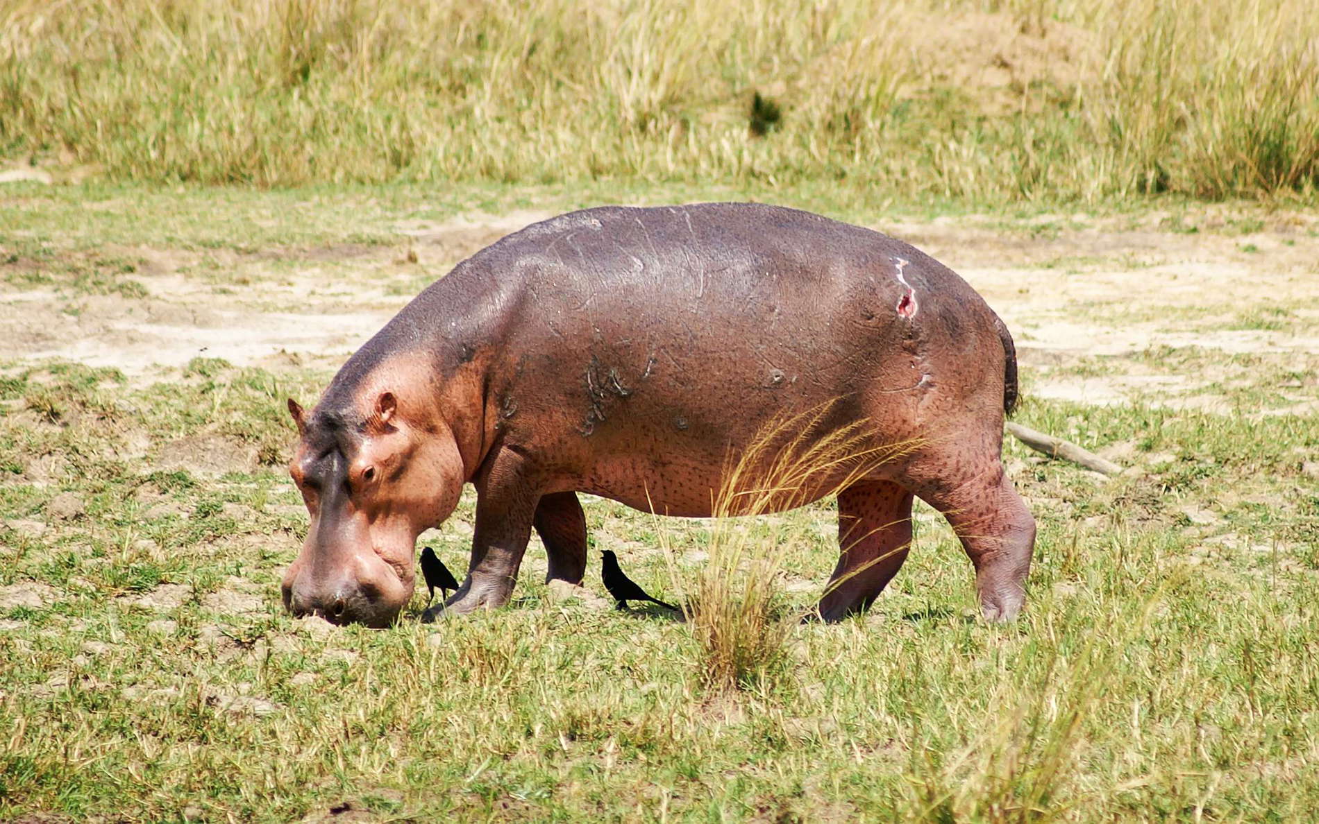 Murchison Falls NP  |  Hippo