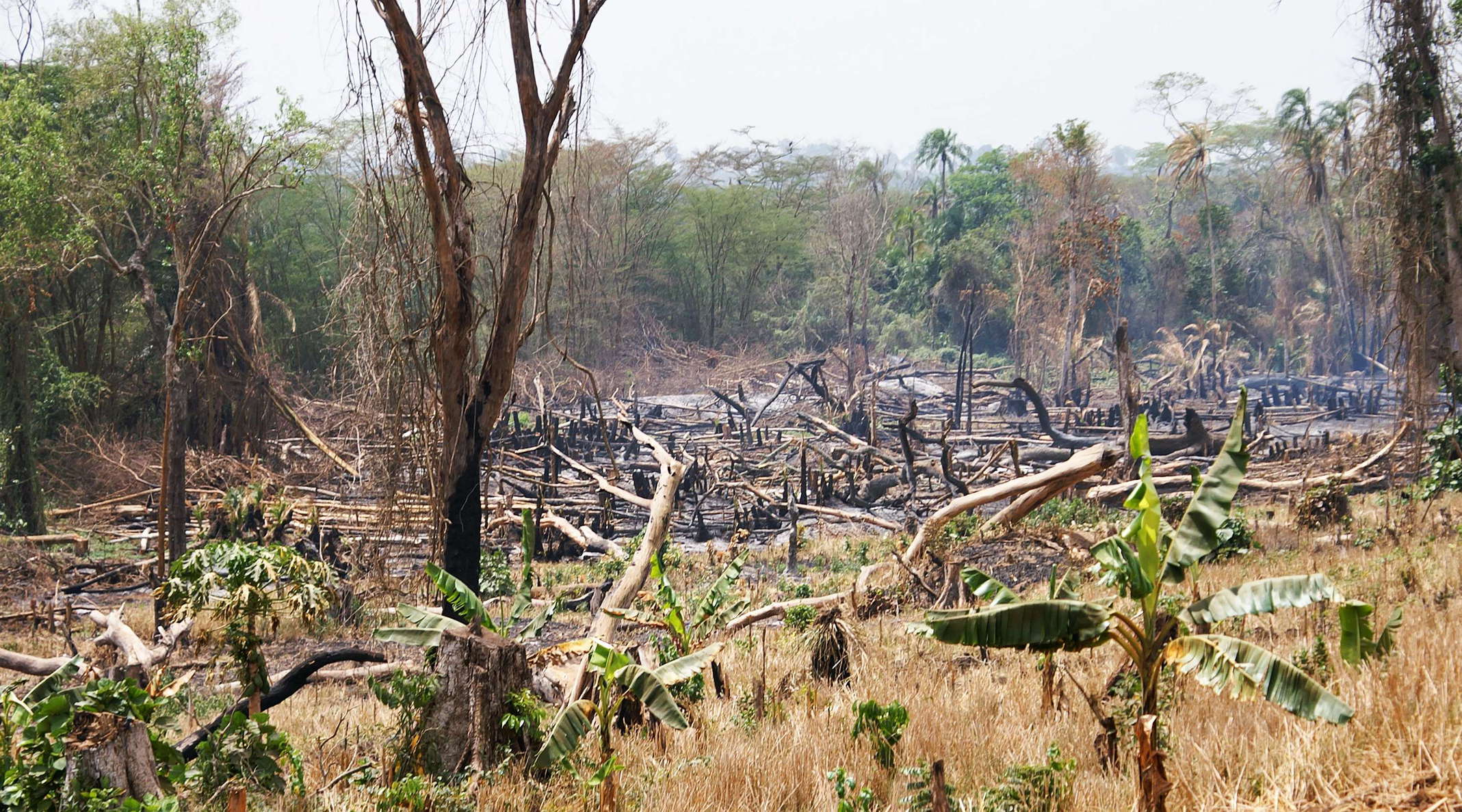 Western Uganda  |  Slash and burn