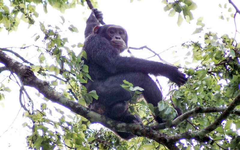 Kibale NP  |  Chimpanzee