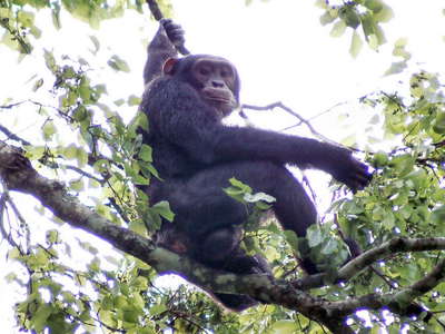 Kibale NP  |  Chimpanzee