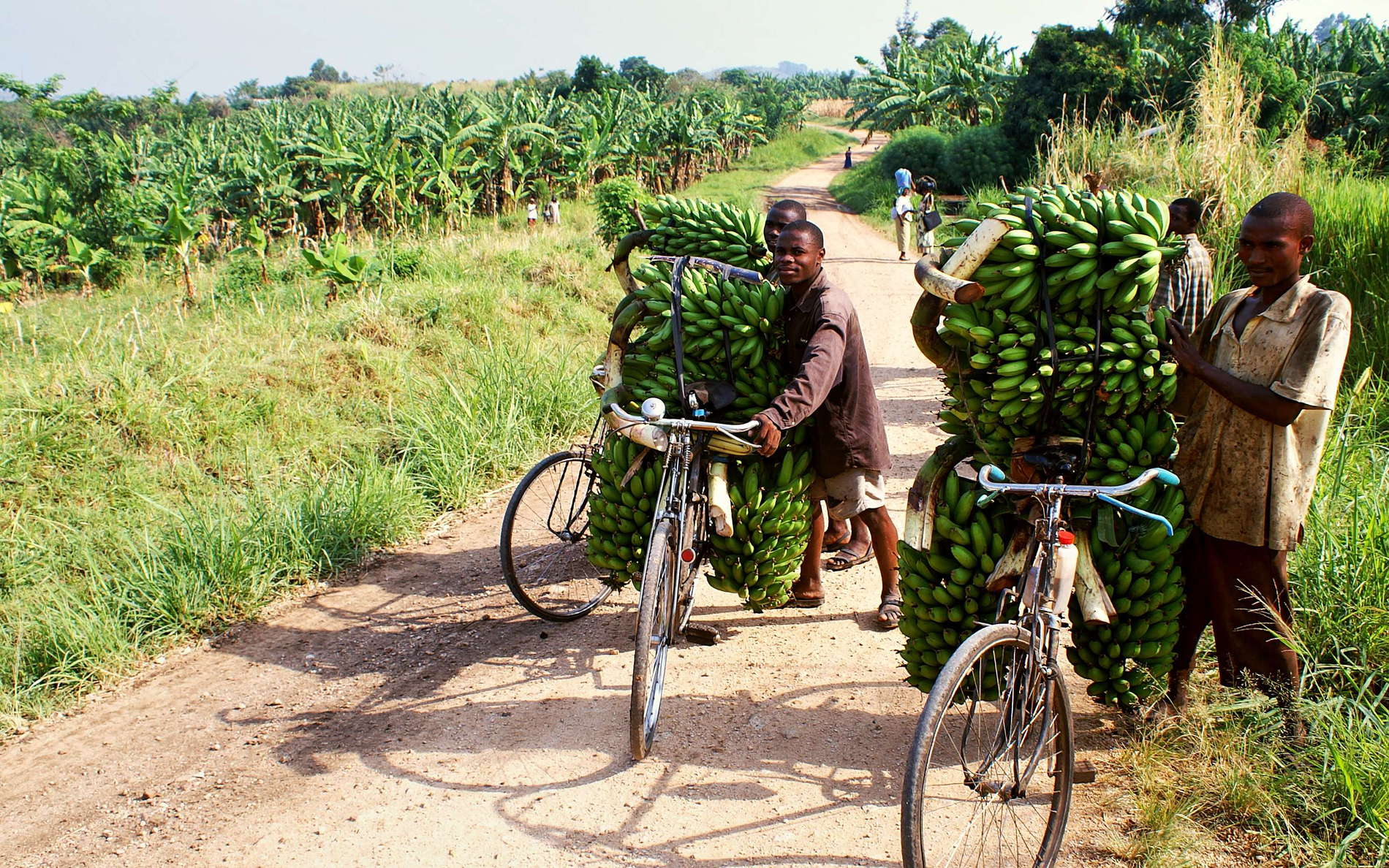 Location: near Rwankezi. This photograph transports a highly stereotypical view people from outside might have on Africa. WI_ug051.jpg