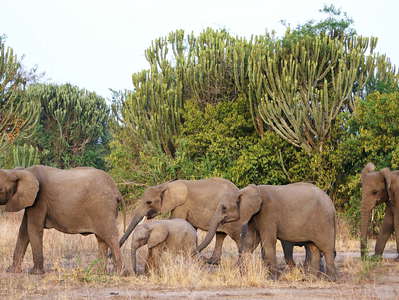 Queen Elizabeth NP  |  Herd of elephants