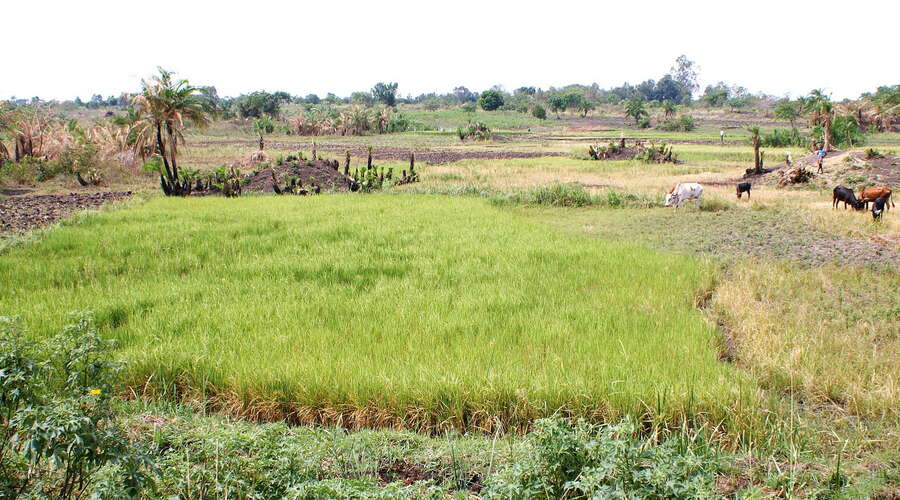 Eastern Uganda  |  Rice cultivation
