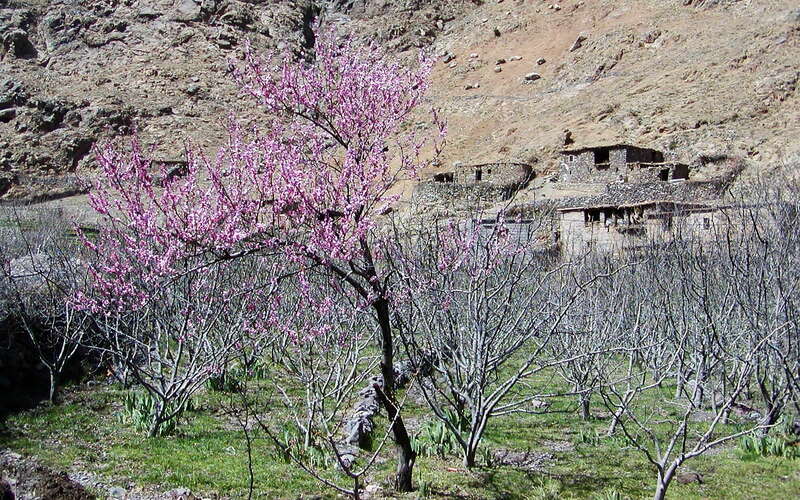 Aït Mizane Valley  |  Flowering peach tree