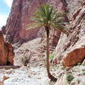 Todgha Gorge with date palm