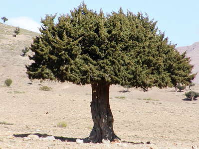 Tagalm  |  Juniper tree