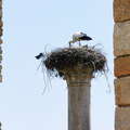 Volubilis  |  Stork nest
