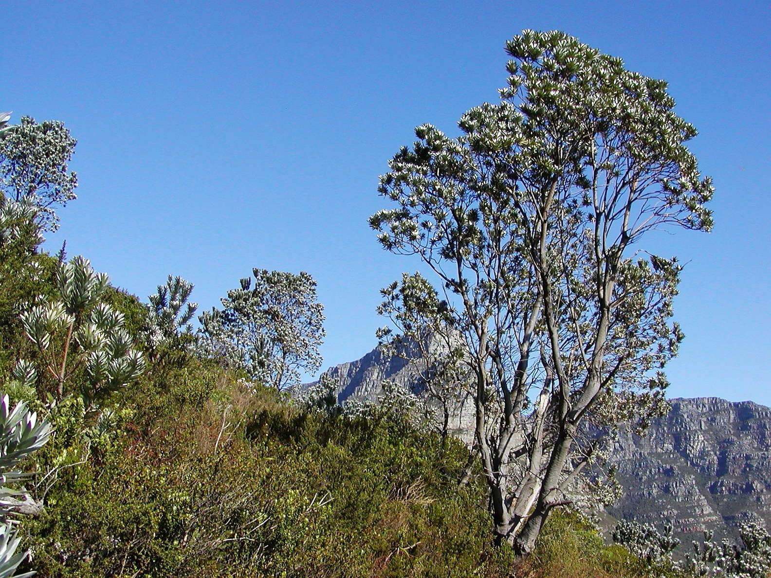 Cape Town  |  Leucadendron argenteum