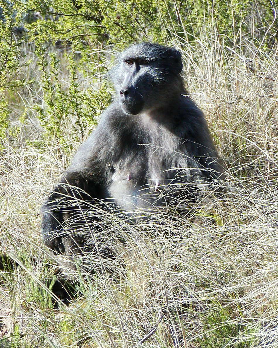 Du Toitskloof Pass  |  Chacma baboon