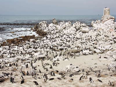 Betty's Bay  |  Stony Point with African penguins