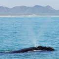 Walker Bay with whale
