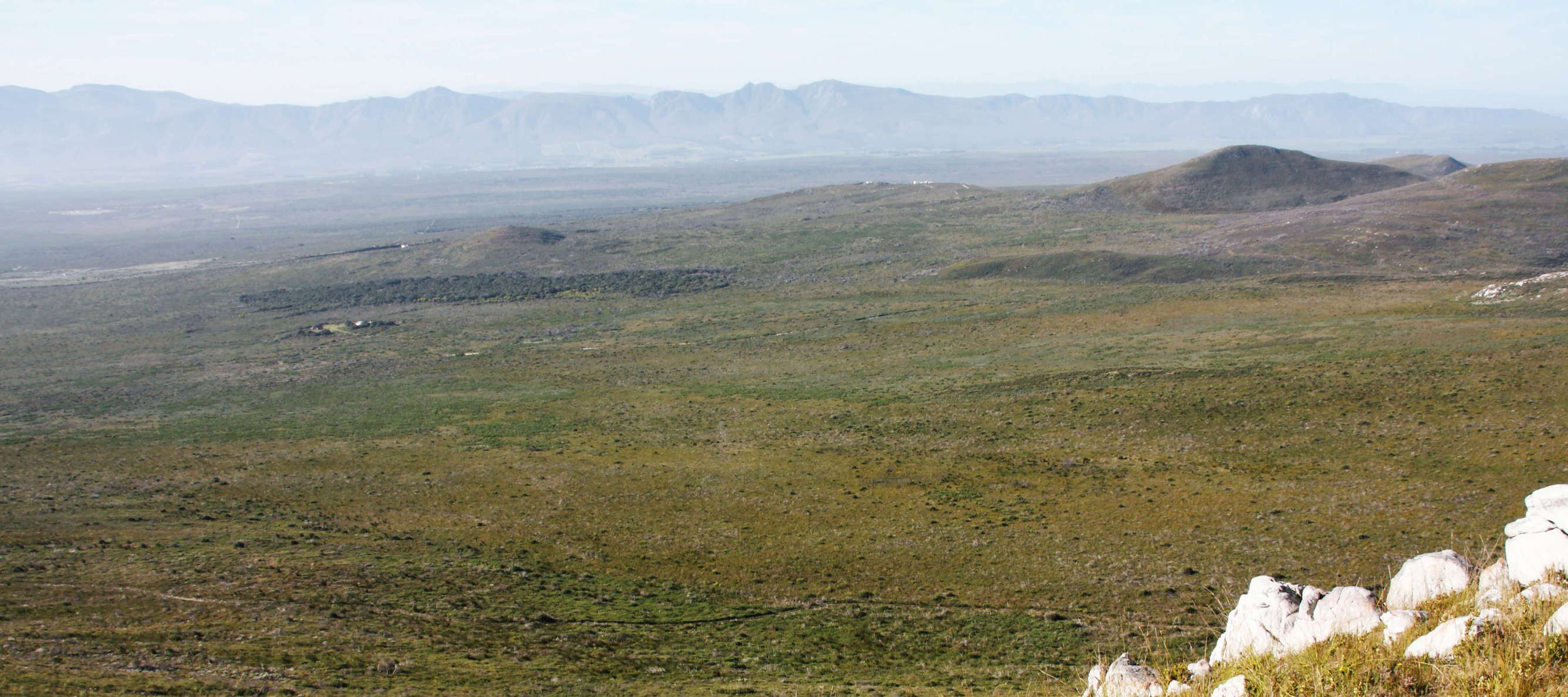 Grootbos NR  |  Steynsbos