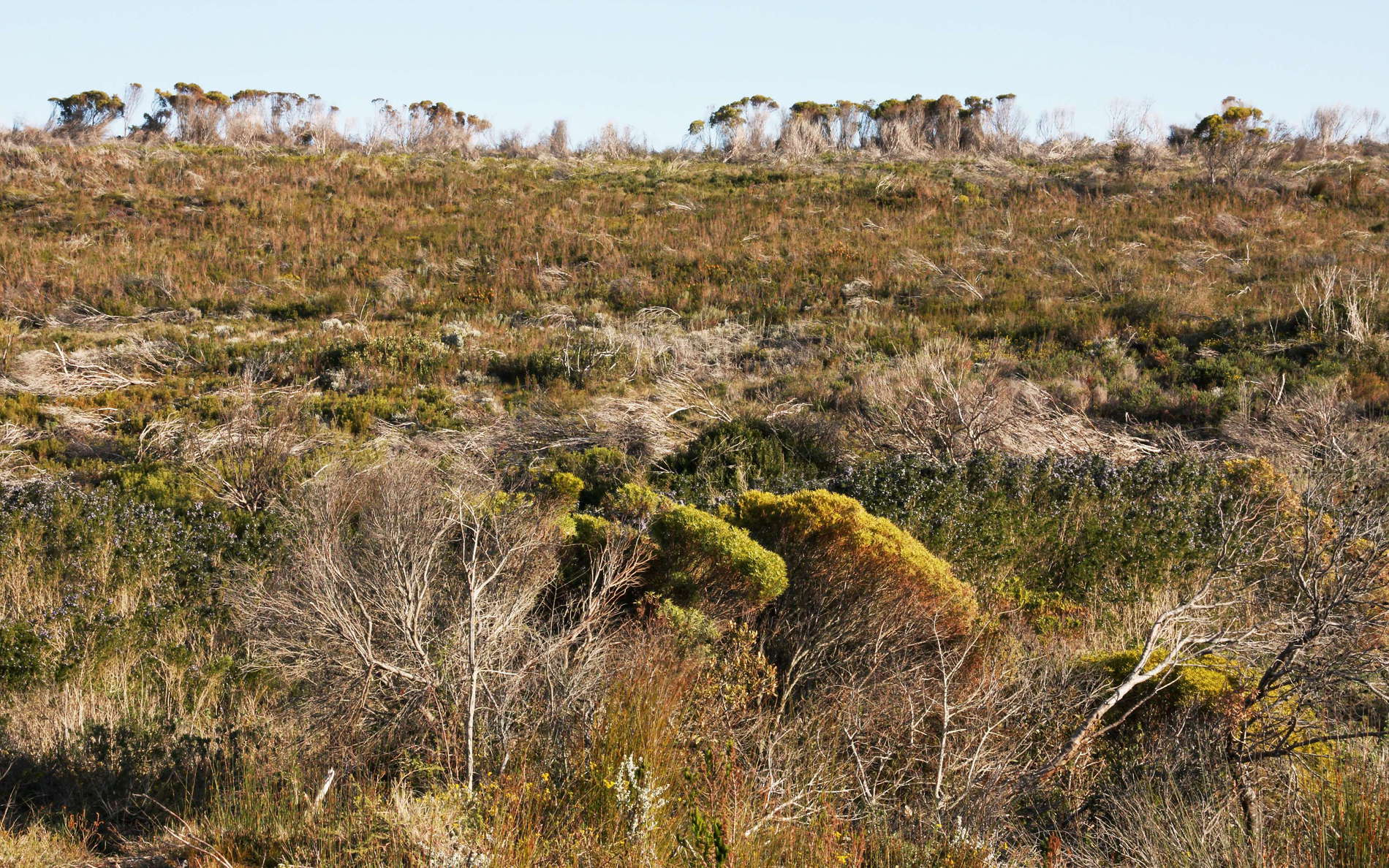 Grootbos NR  |  Burnt fynbos