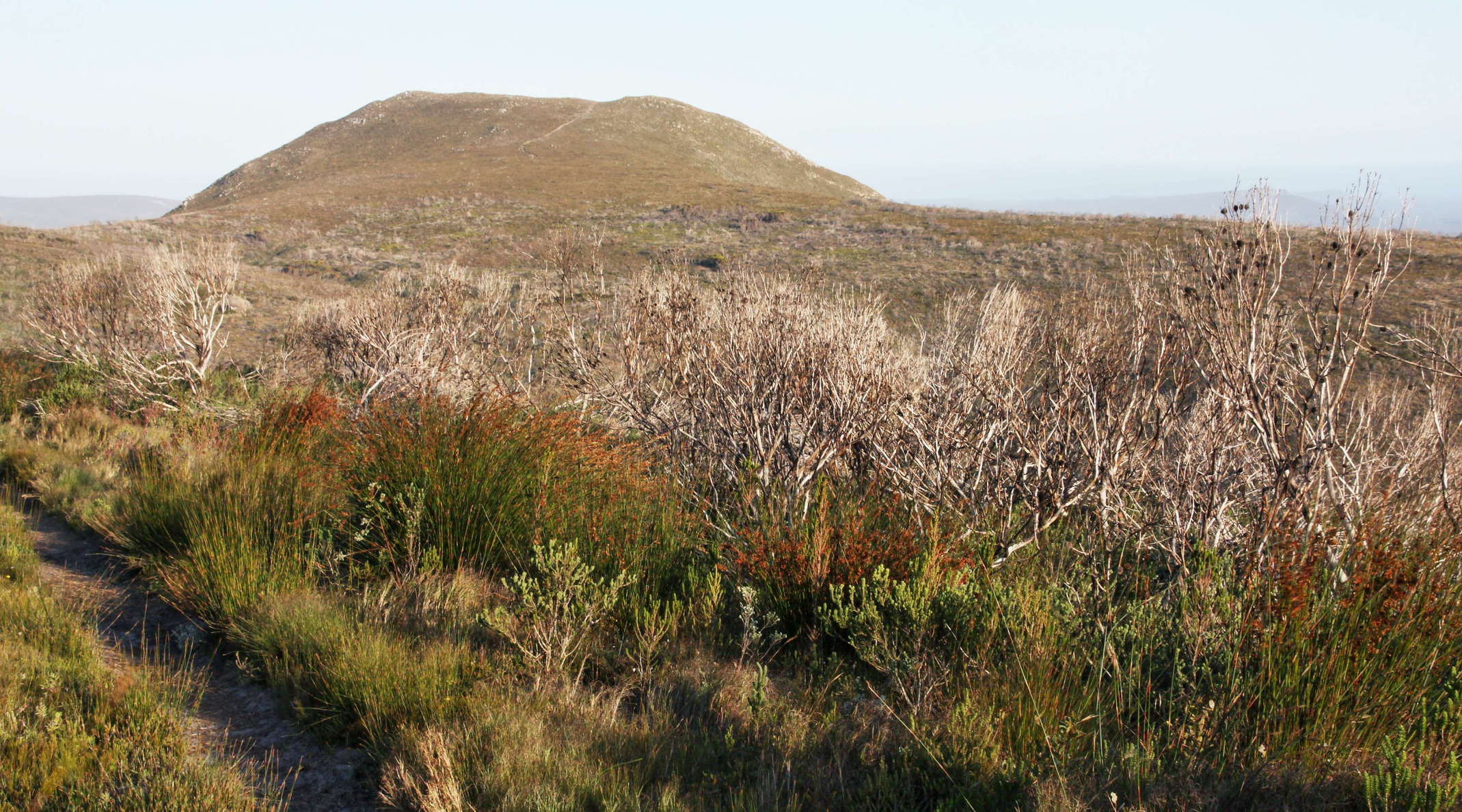 Grootbos NR  |  Witkransberg